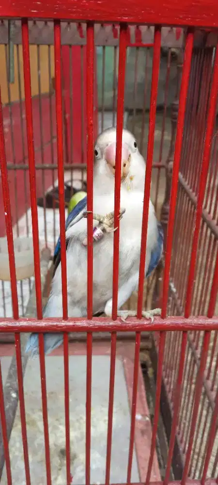 BURUNG LOVEBIRD JINAK GEMUK.