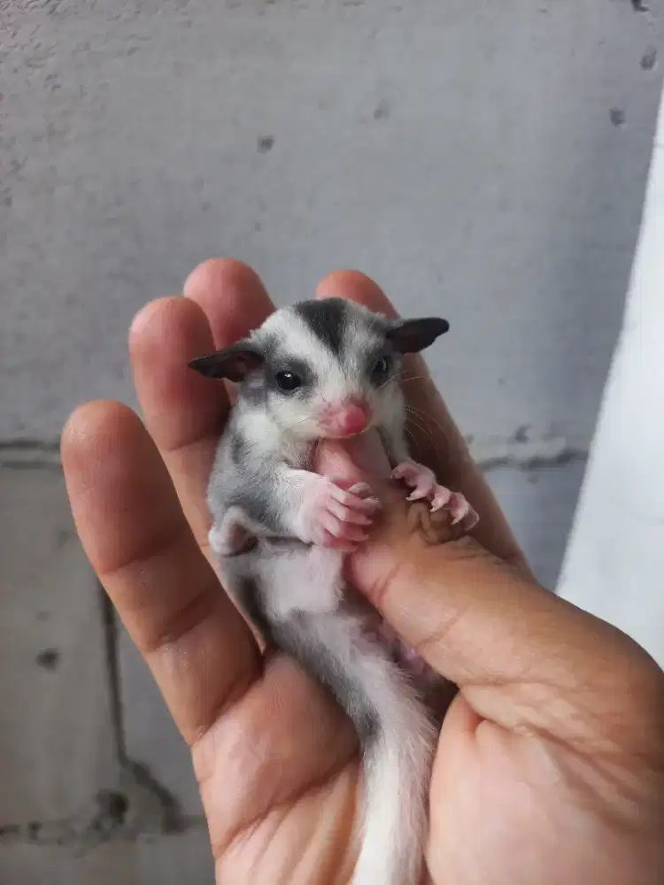 Sugar glider Mozaik