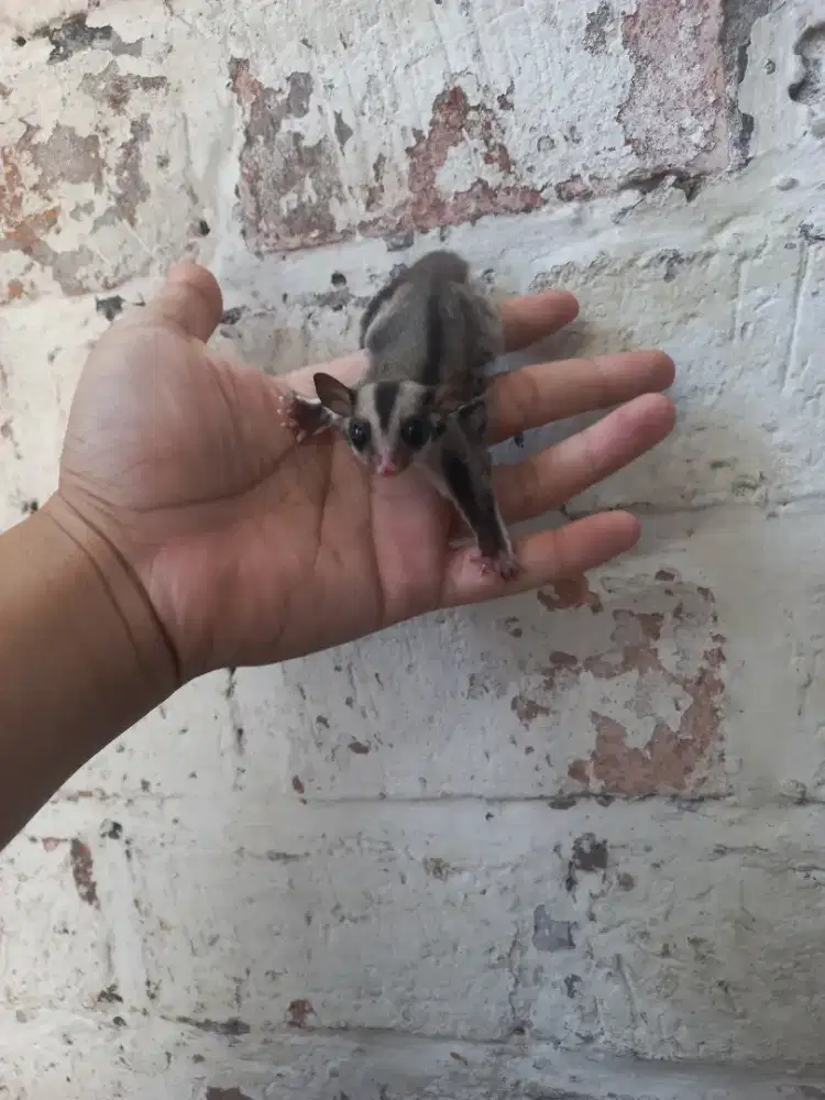 Sugar glider clasik grey
