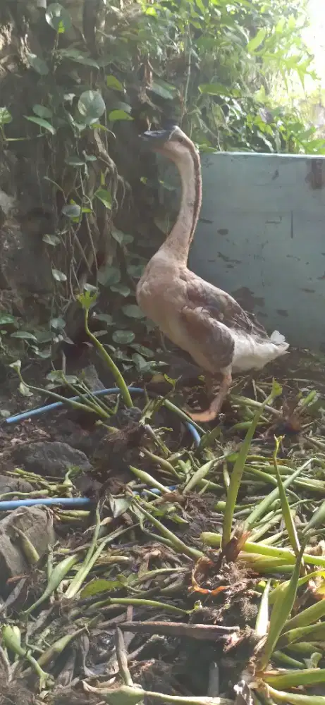 angsa coklat pejantan jumbo