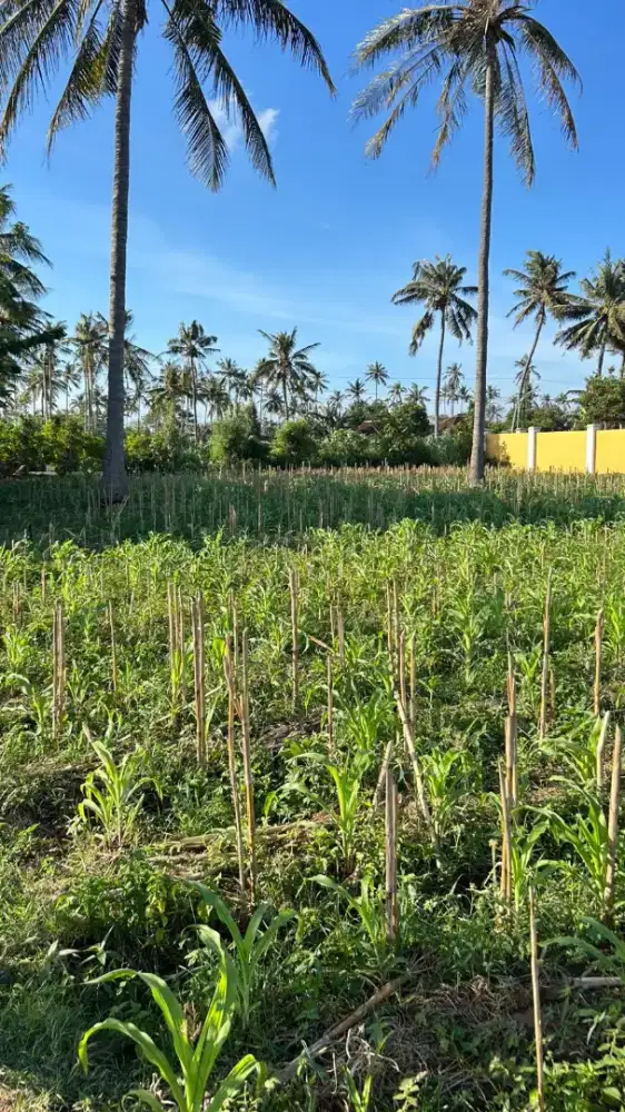 Dijual Tanah Dekat Wisata Tanjungan & Rumah Apung Bangsring