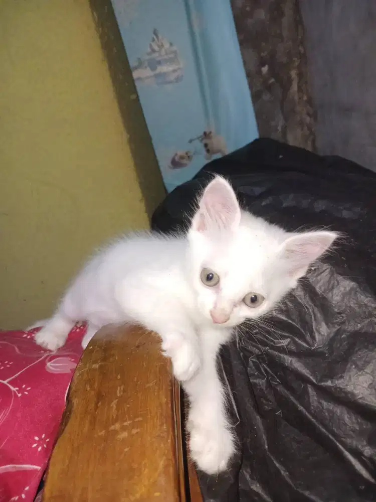 Adopsi kitten anggora mix lokal umur 2 bulan