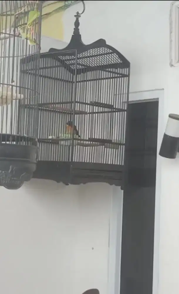 Kandang Burung kotak