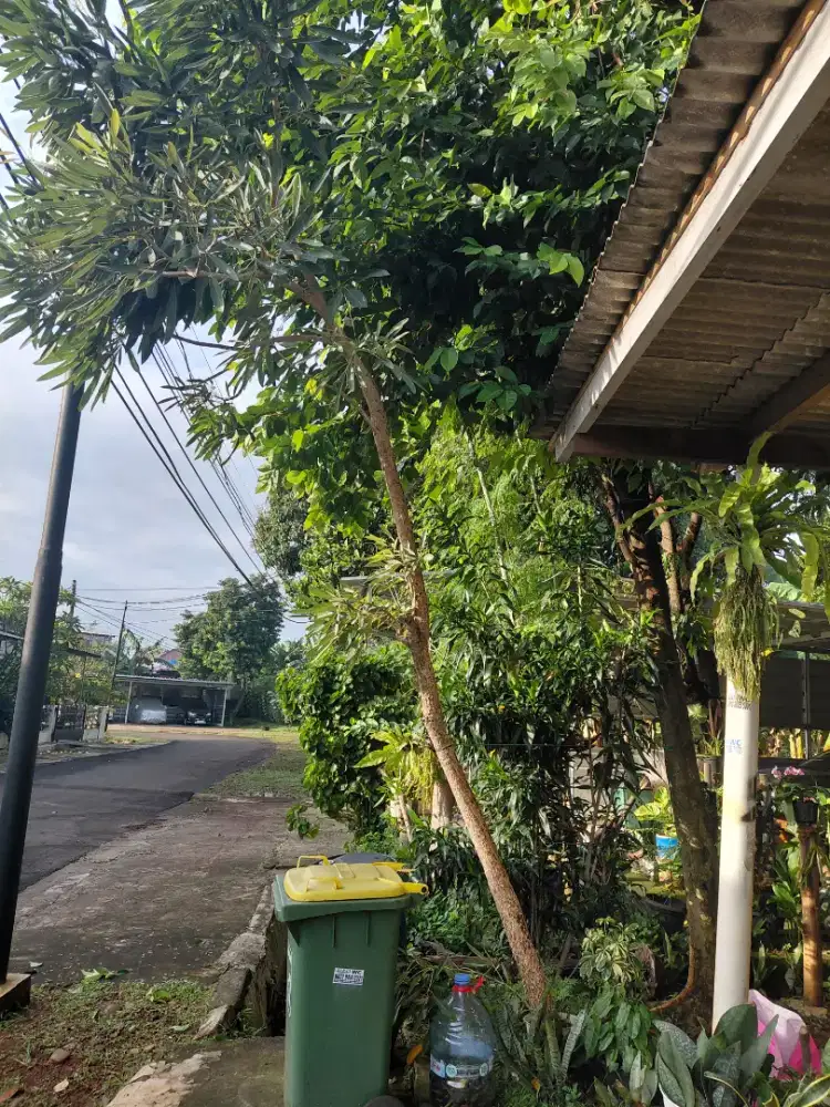 Pohon tabebuya tinggi 3 m