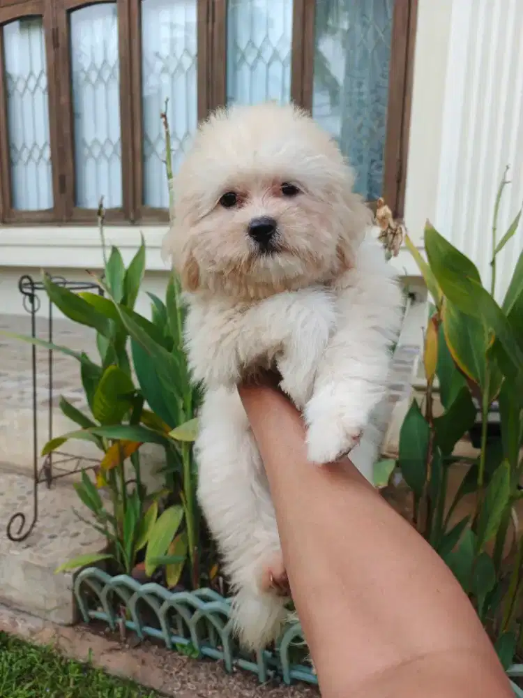 SHIHTZU POODLE / PUPPY