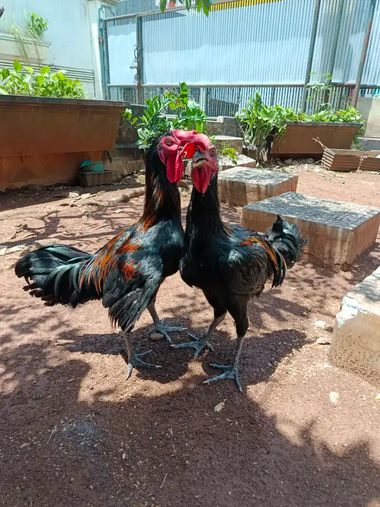 Ayam pelung cianjur calon jumbo