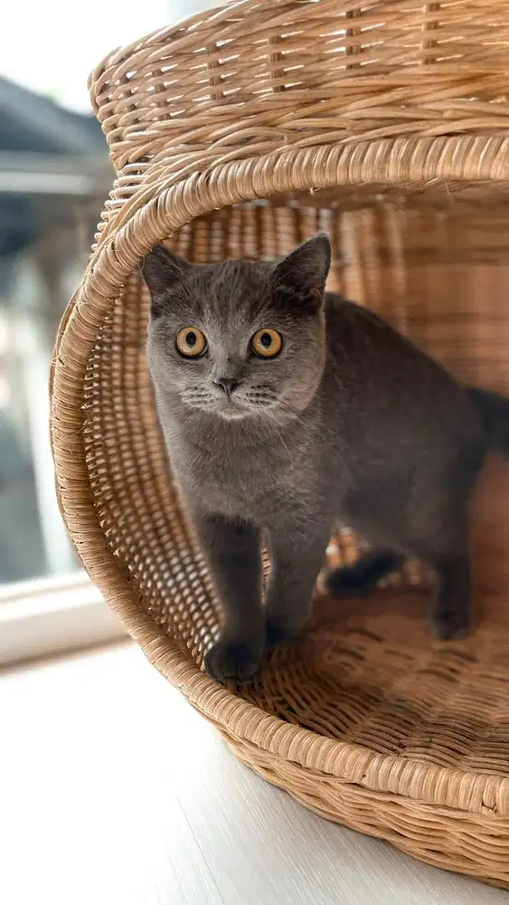 British short hair bsh blue solid