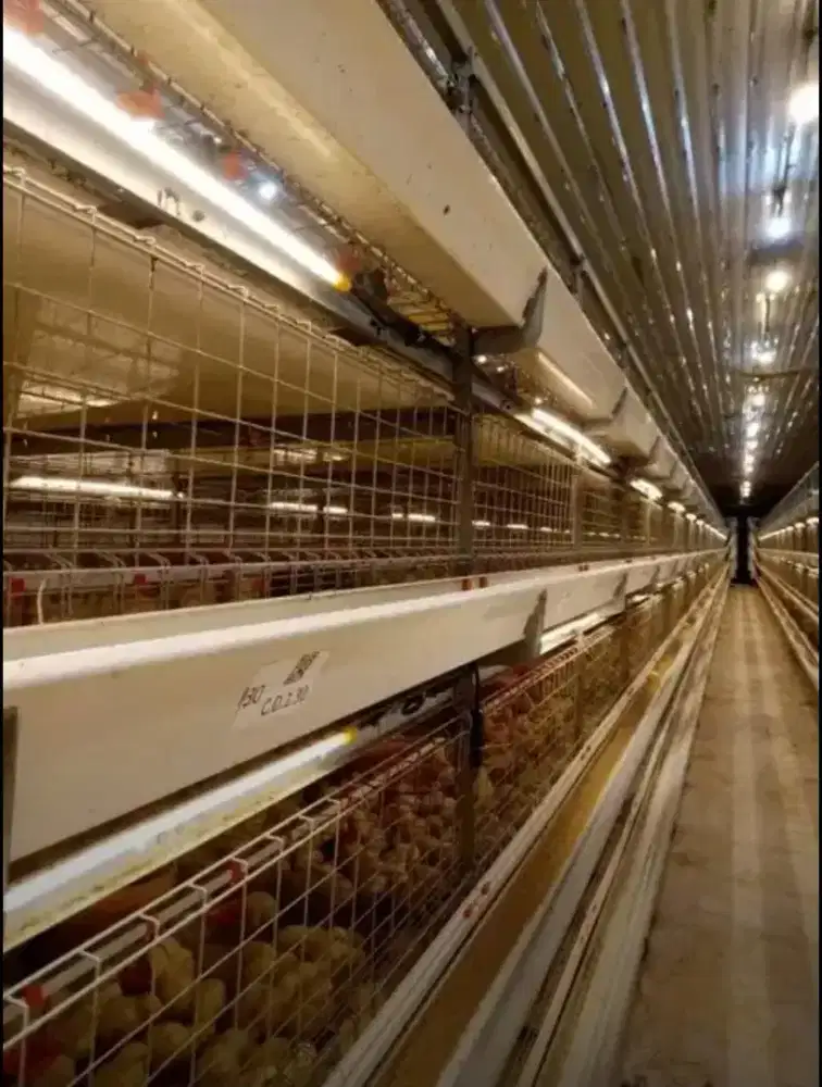 Dijual Lahan Industri dan Peternakan Ayam 21.000m² Temanggung