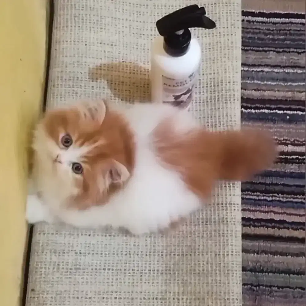 Kucing Persia Flatnose Jantan