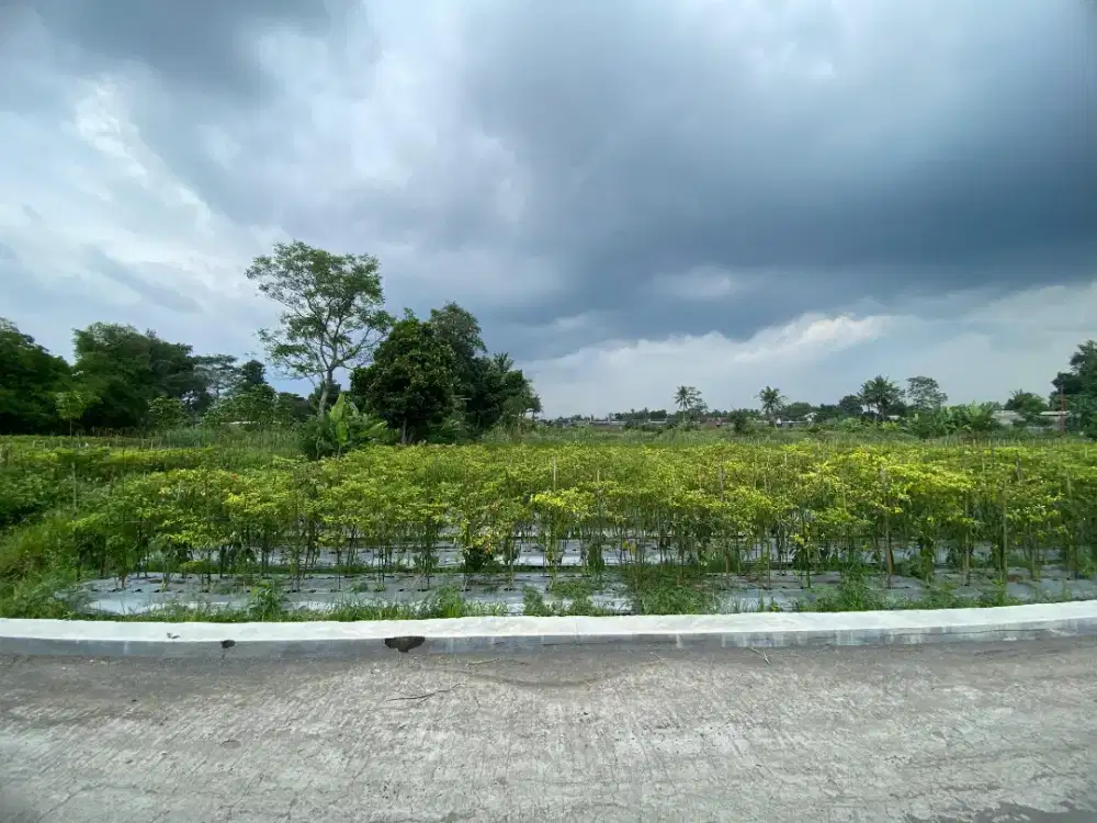 Di Jual Tanah Lokasi Ngemplak Caturharjo Barat Ibarbo Sleman