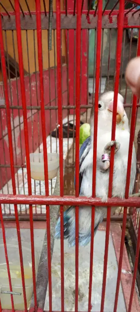 BURUNG LB JUAL BURUAN LOKASI DI LB