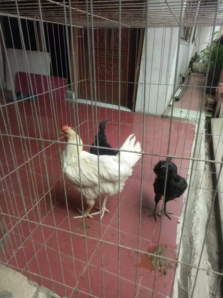 2 Dedara Cemani & 1 Pelung Putih Trah Jumbo