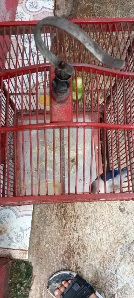 LB BACEPROT BACEO BEGER NGOCEH.