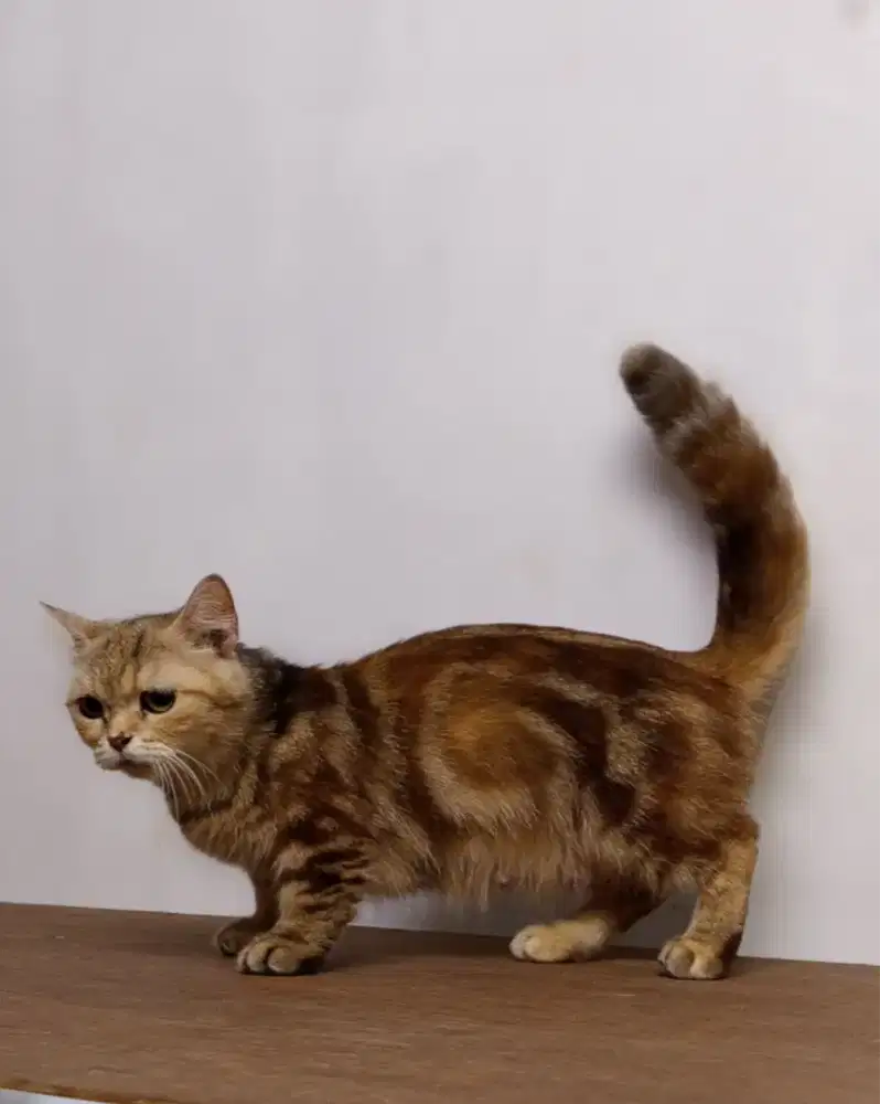 Munchkin betina proven