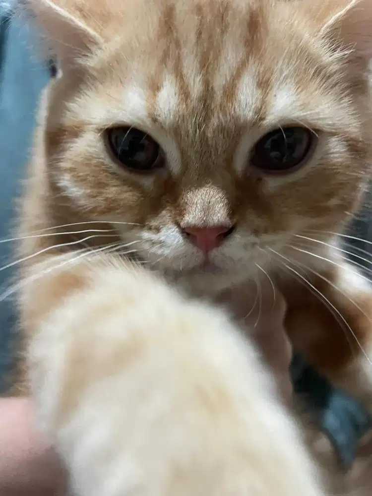 Kucing Scottish Straight Mix Oren Jantan Shorthair