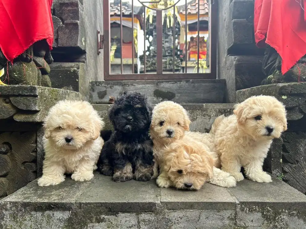 anak anjing maltesse x poodle