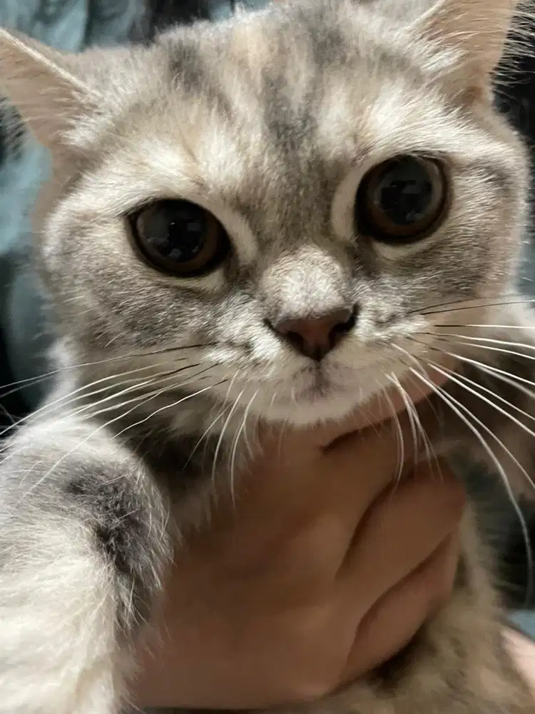 Kucing Scottish Straight Mix Abu Betina Shorthair