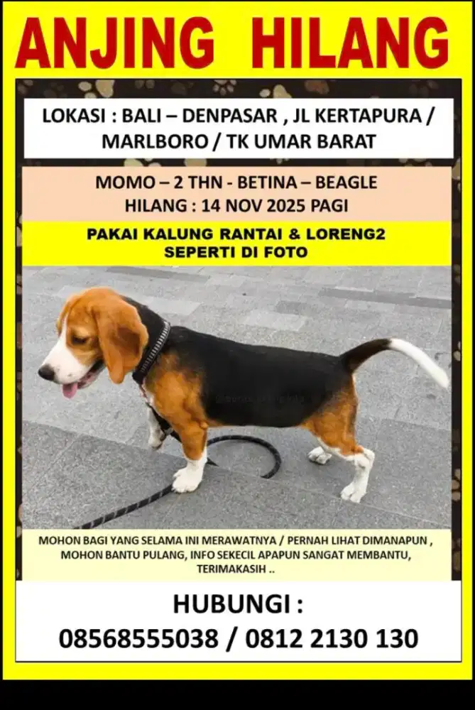 Dicari anjing hilang. Beagle betina umur 2 thn.