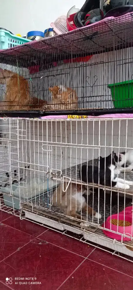 Dijual anakan  kucing persia sama kucing Himalaya dan ayam Bangkok