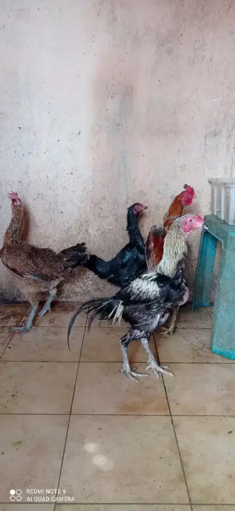 Dijual anakan  kucing persia sama kucing Himalaya dan ayam Bangkok