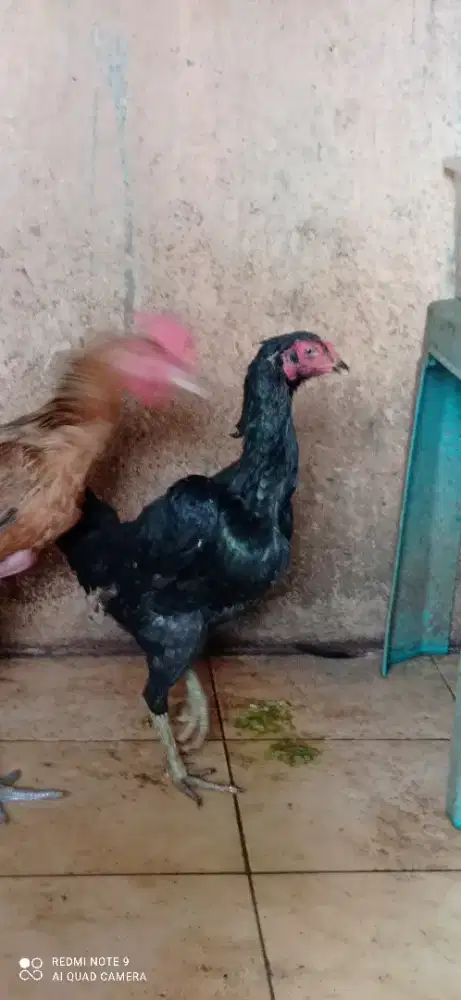 Dijual anakan  kucing persia sama kucing Himalaya dan ayam Bangkok