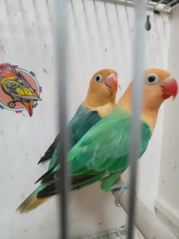 Lovebird aqua b1 / pf x bio aqua homozigot vio /pf