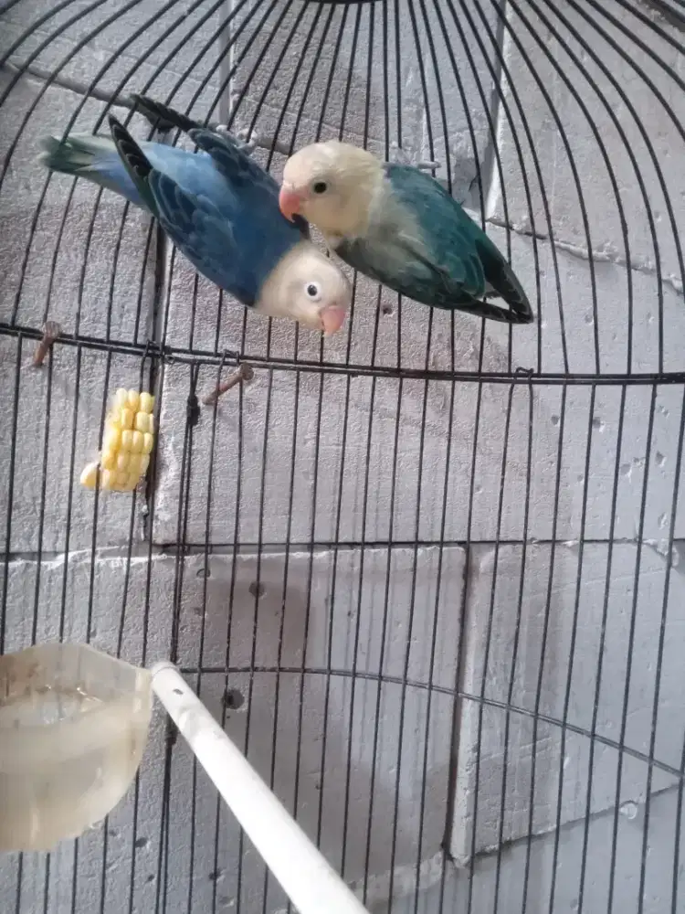 Bio aqua euwing vio b2 x bio aqua vio b2