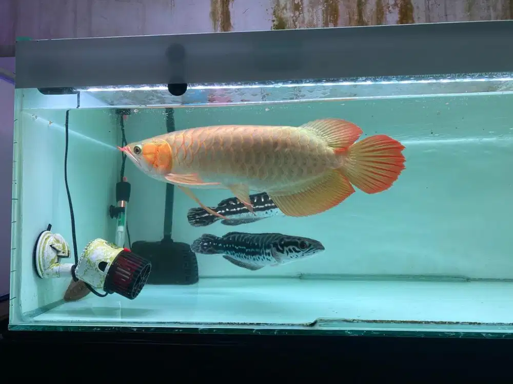 Ikan arwana cakep mantap size 40cm