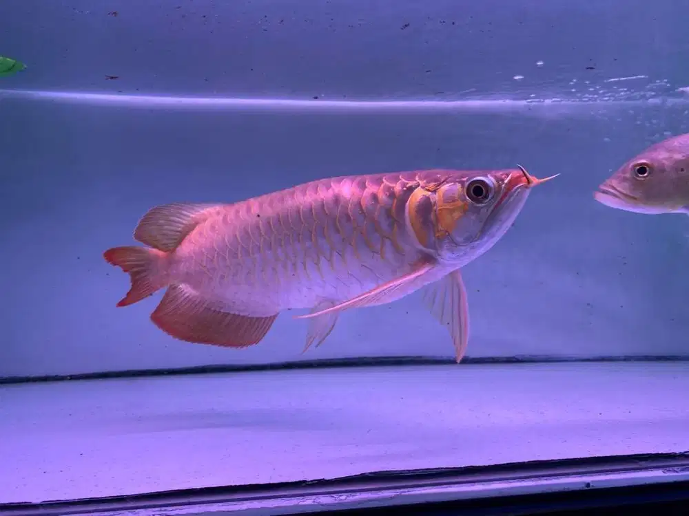 Ikan arwana mantap size 31cm, bungkuk tipis