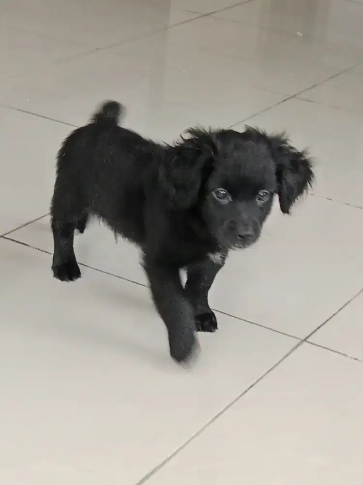 Anjing di jual maltipo  jtn warna htm umur 1.5 bln