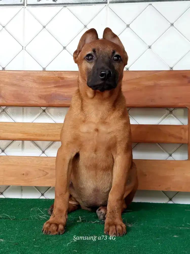 Anakan anjing ras mix