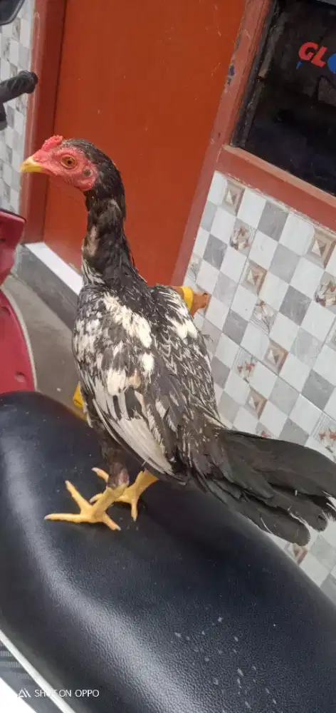 Ayam bulbi Batik 3 bulan