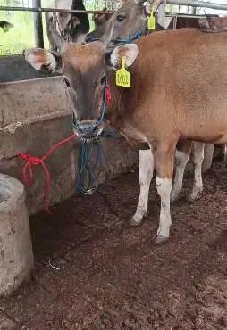 4 ekor sapi kupang 1,5 tahun TB 110cm siap penggemukan kurban rawatan