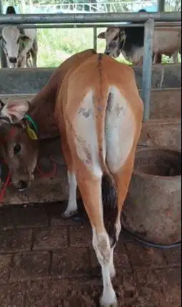 4 ekor sapi kupang 1,5 tahun TB 110cm siap penggemukan kurban rawatan