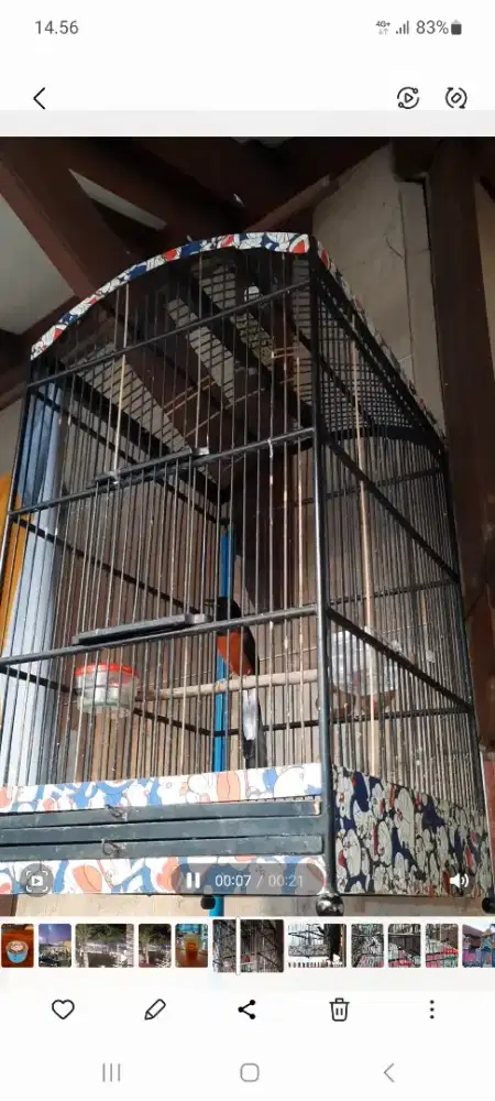 Murai batu rajin double ring APBN sertifikat fullsheet