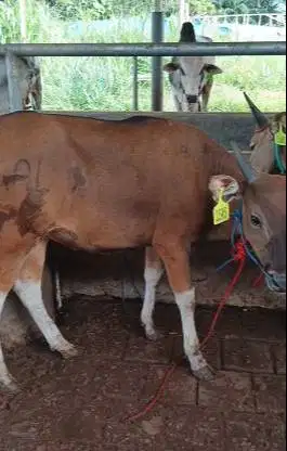 paket 4 ekor sapi kupang jantan 1,5 thn TB 110cm siap ternak digemukin