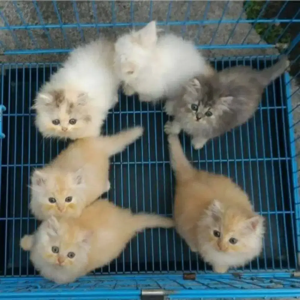 Lowongan kerja bantu urus kucing di rumah