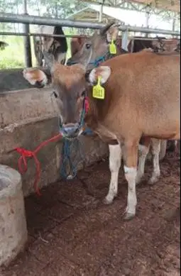 4 ekor sapi kupang jantan TB 110cm 1,5 thn siap digemukin kurban 2026