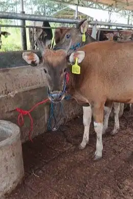 4 ekor sapi kupang jantan TB 110cm 1,5 thn siap digemukin kurban 2026