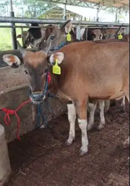 paket 4 ekor sapi kupang jantan TB 110cm 1,5 thn layak penggemukan top