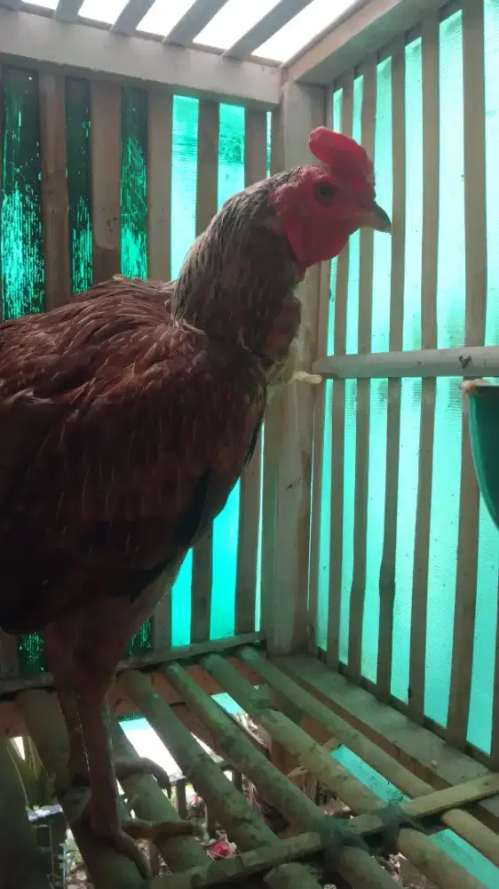 Ayam jago mangon BULBi