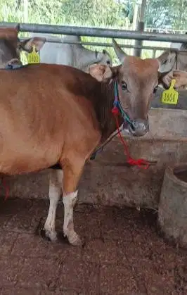 4 ekor sapi kupang jantan TB 110cm 1,5 thn siap penggemukan kurban2026