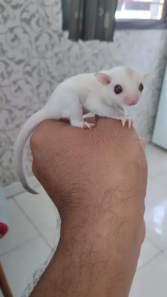 Sugar glider creamino joey