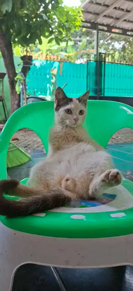 Kucing Anggora Mix Domestik