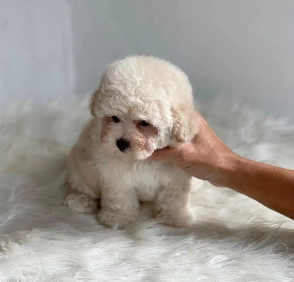 Poodle tiny betina