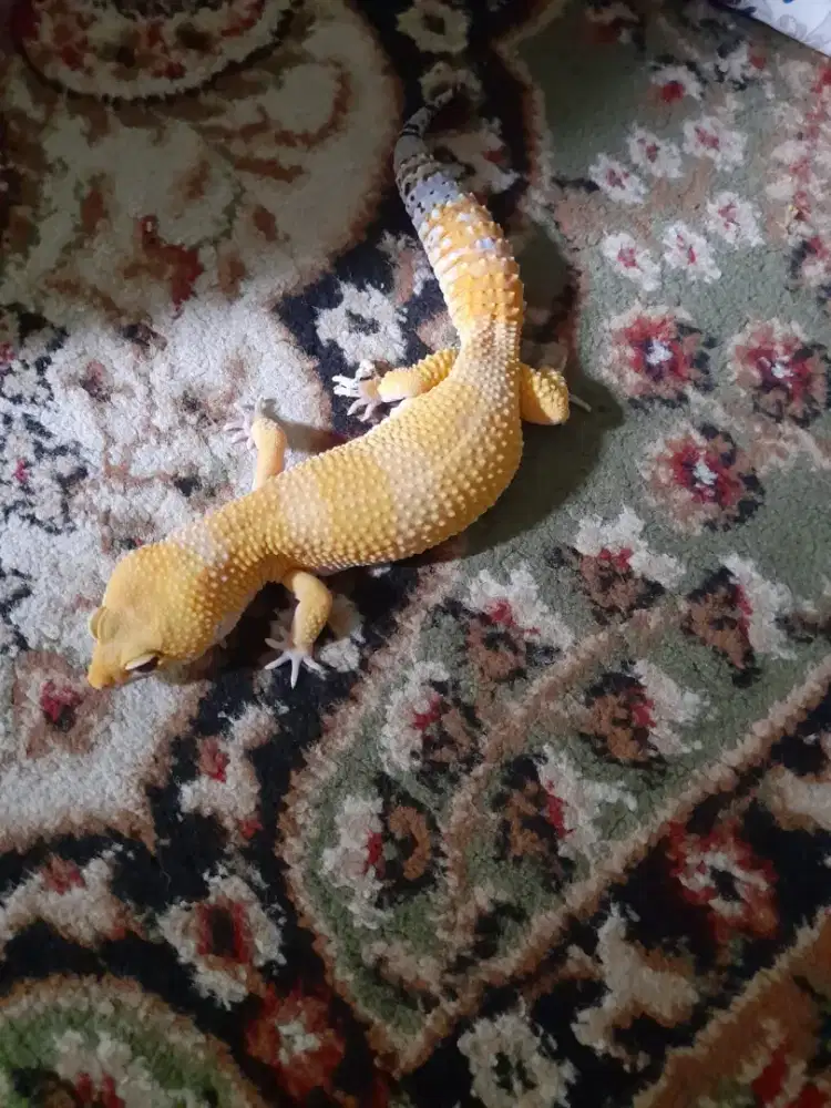 Dijual gecko ukuran 27