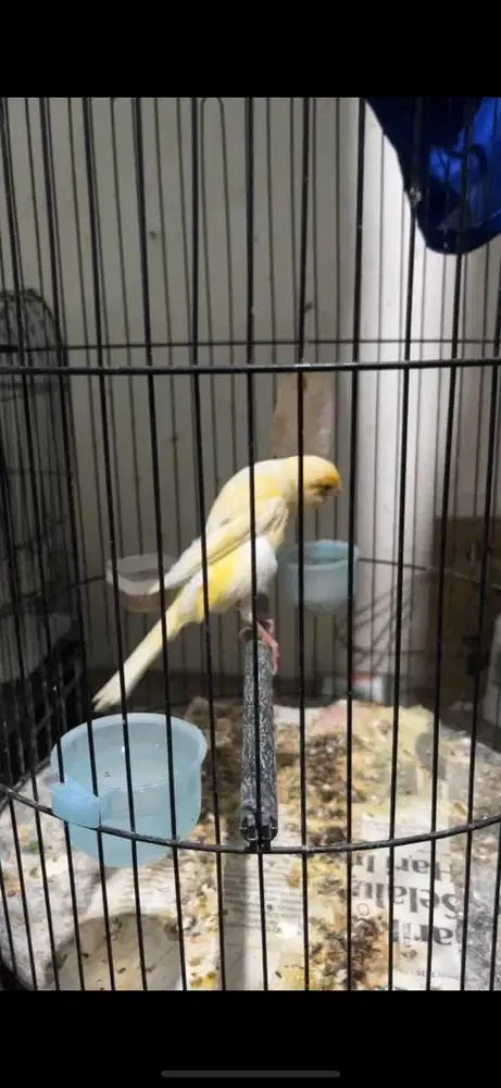 Kenari Gacoran Yorkshire import x belgian bossu import