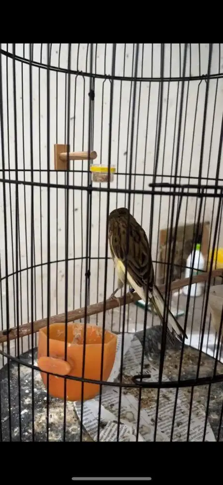 Kenari YorkShire masih paud sudah bigsize