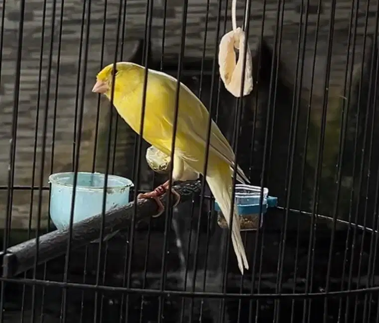 Kenari bungkuk trah import