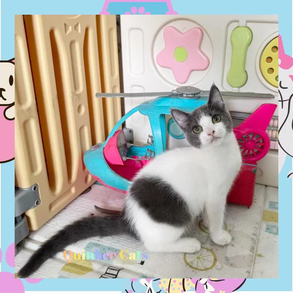 Kucing BSH x Persia Jantan Blue Harlequin / Abu Putih shorthair